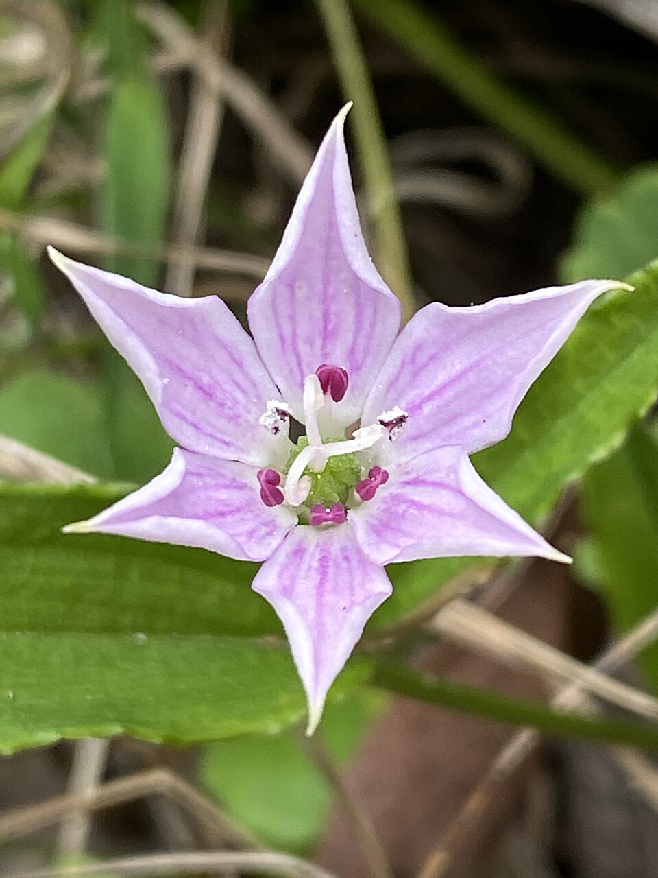 Schelhammera undulata (lilac lily) (alternate view 7)