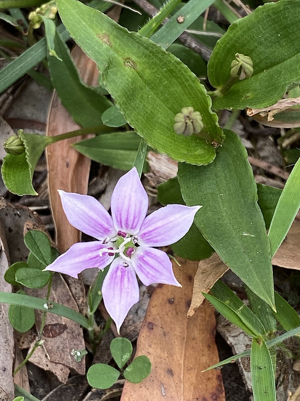 Schelhammera undulata (lilac lily) (alternate view 8)