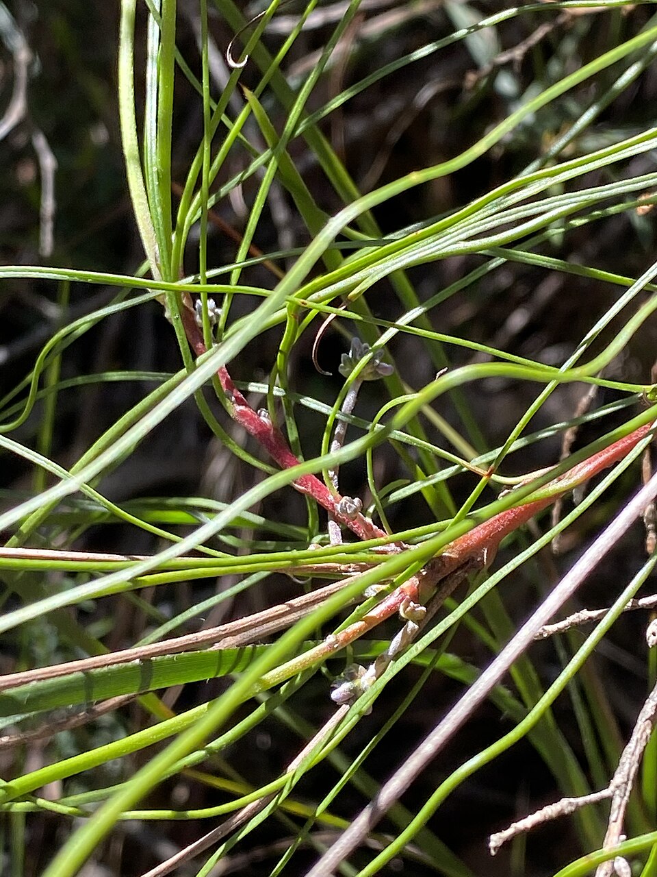 Laxmannia gracilis (Slender Wire Lily) (alternate view 7)