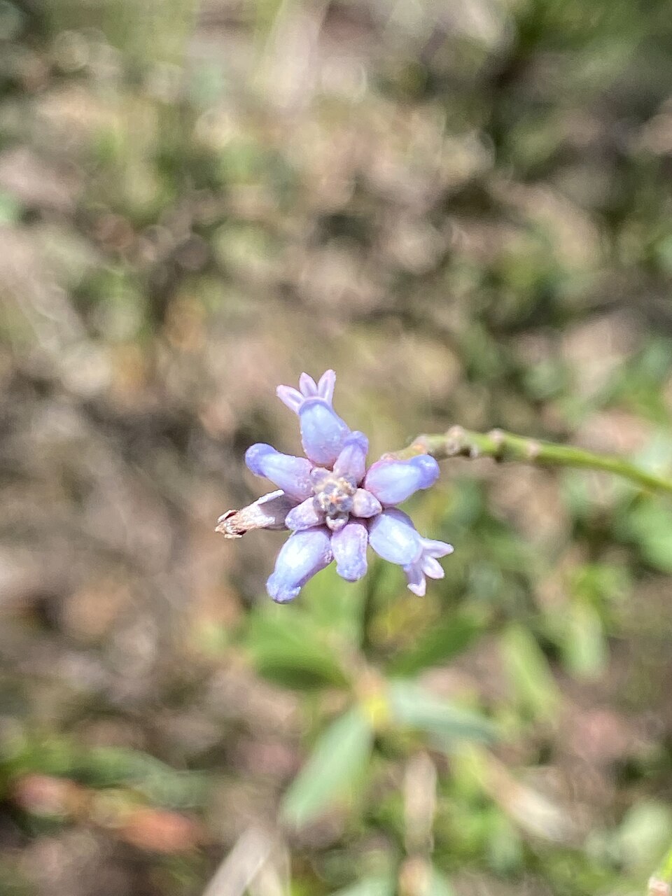Laxmannia gracilis (Slender Wire Lily) (alternate view 8)