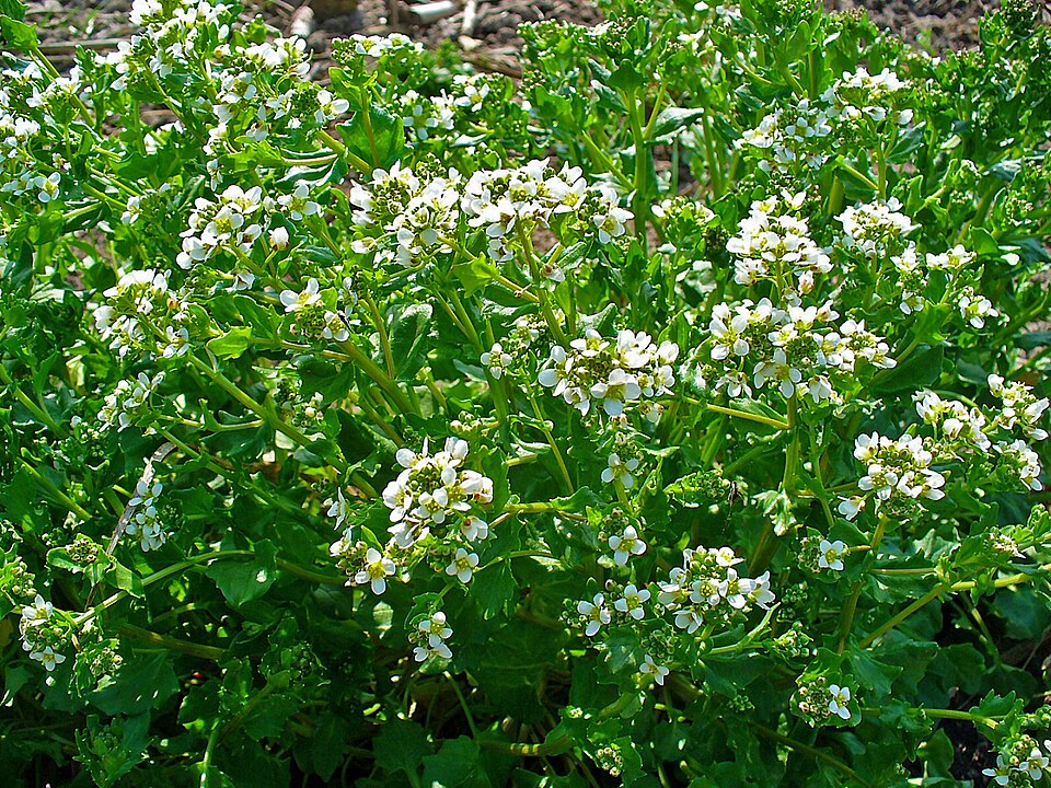 Cochlearia officinalis (Scurvy grass)