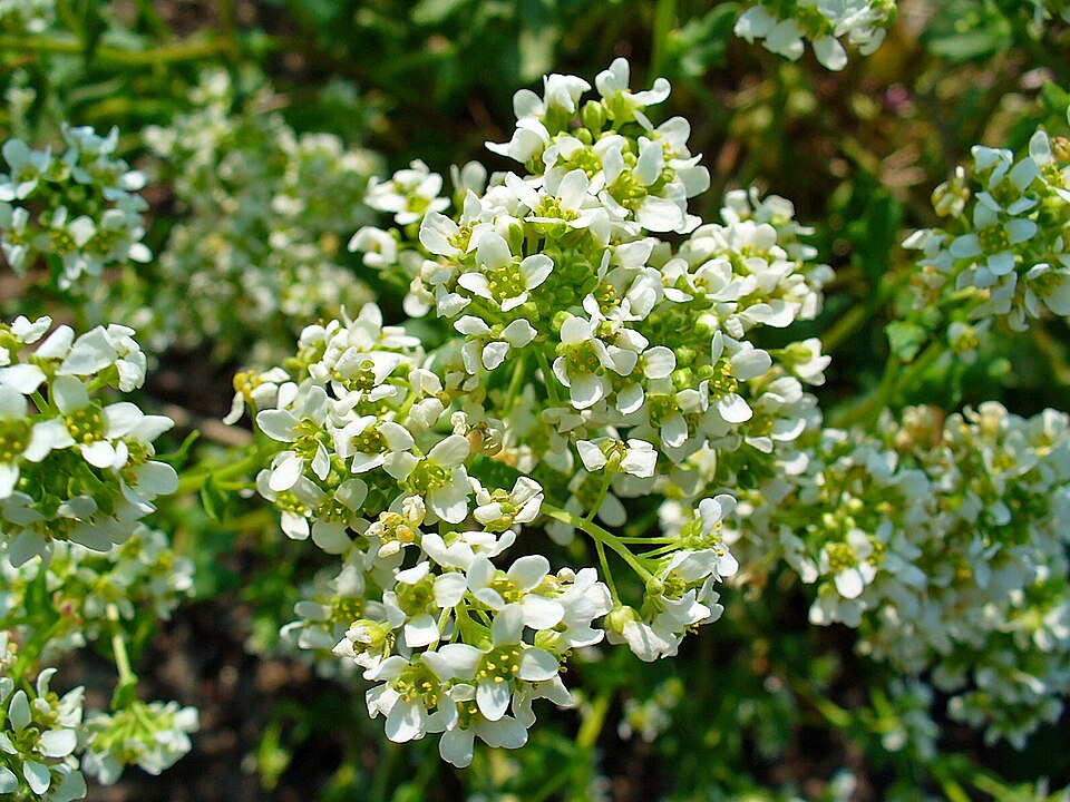 Cochlearia officinalis (Scurvy grass)