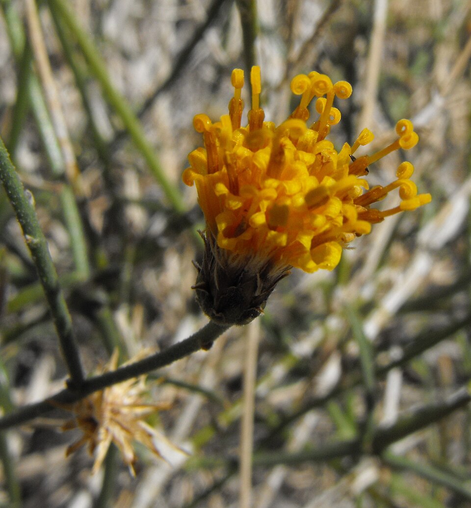 Bebbia juncea (Sweetbush) (alternate view 7)