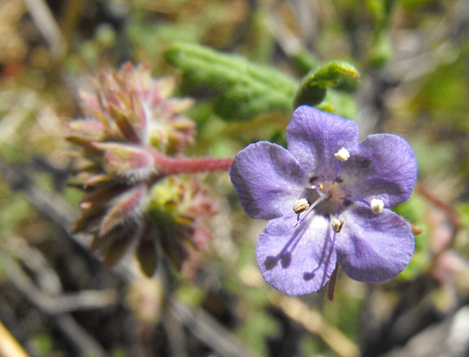 Phacelia distans (distant phacelia)
