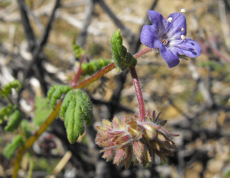 Phacelia distans (distant phacelia)