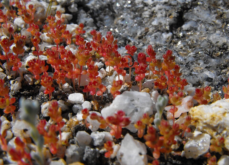 Crassula connata (sand pygmyweed) (alternate view 3)