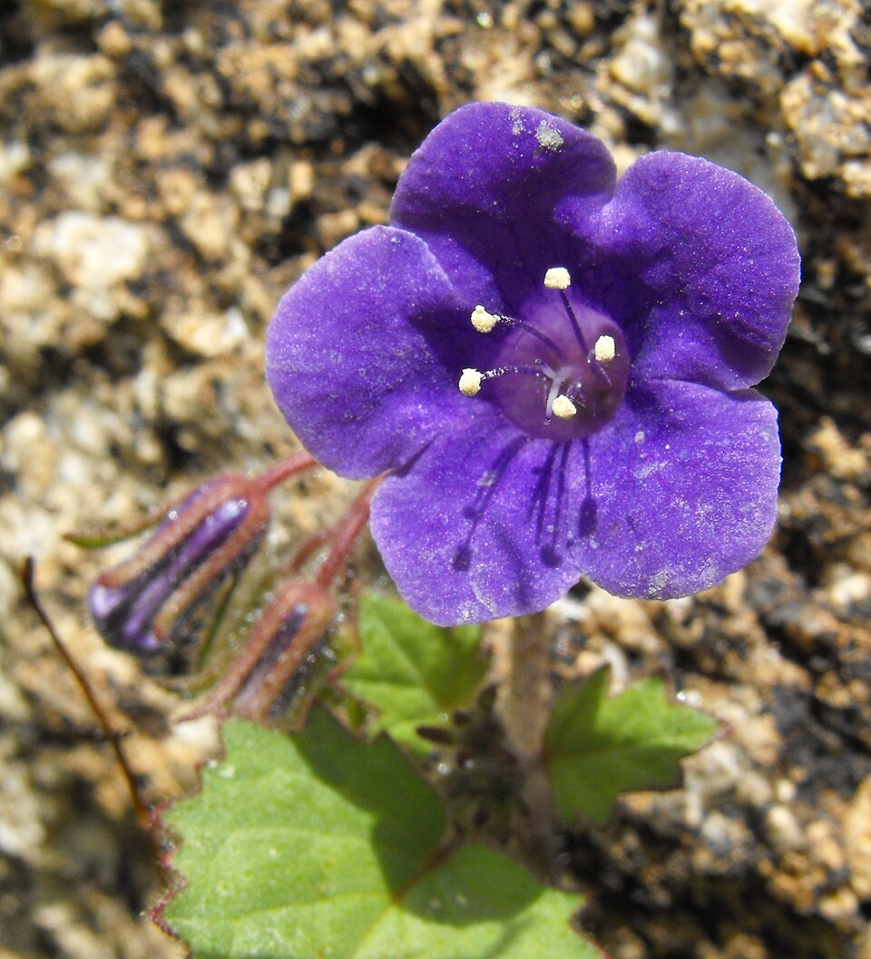 Phacelia minor (wild canterbury bells) (alternate view 7)