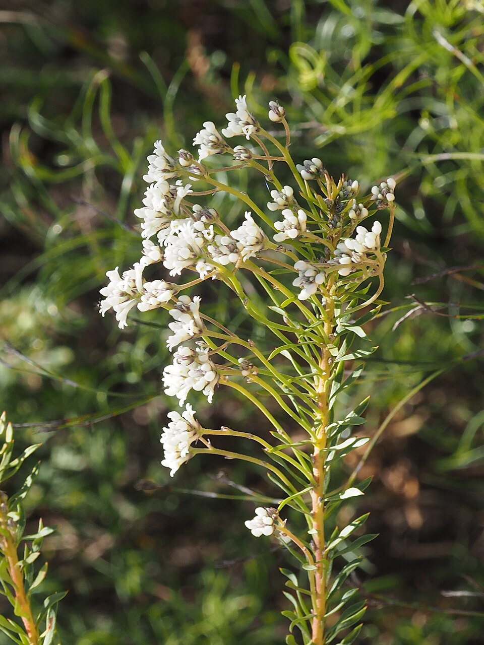 Conospermum taxifolium (Paint Brush) (alternate view 9)