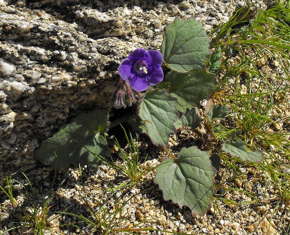 Phacelia minor (wild canterbury bells) (alternate view 8)