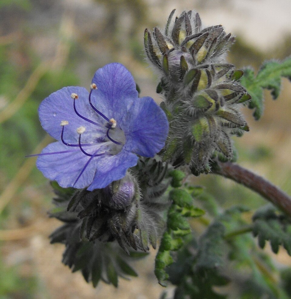 Phacelia distans (distant phacelia)