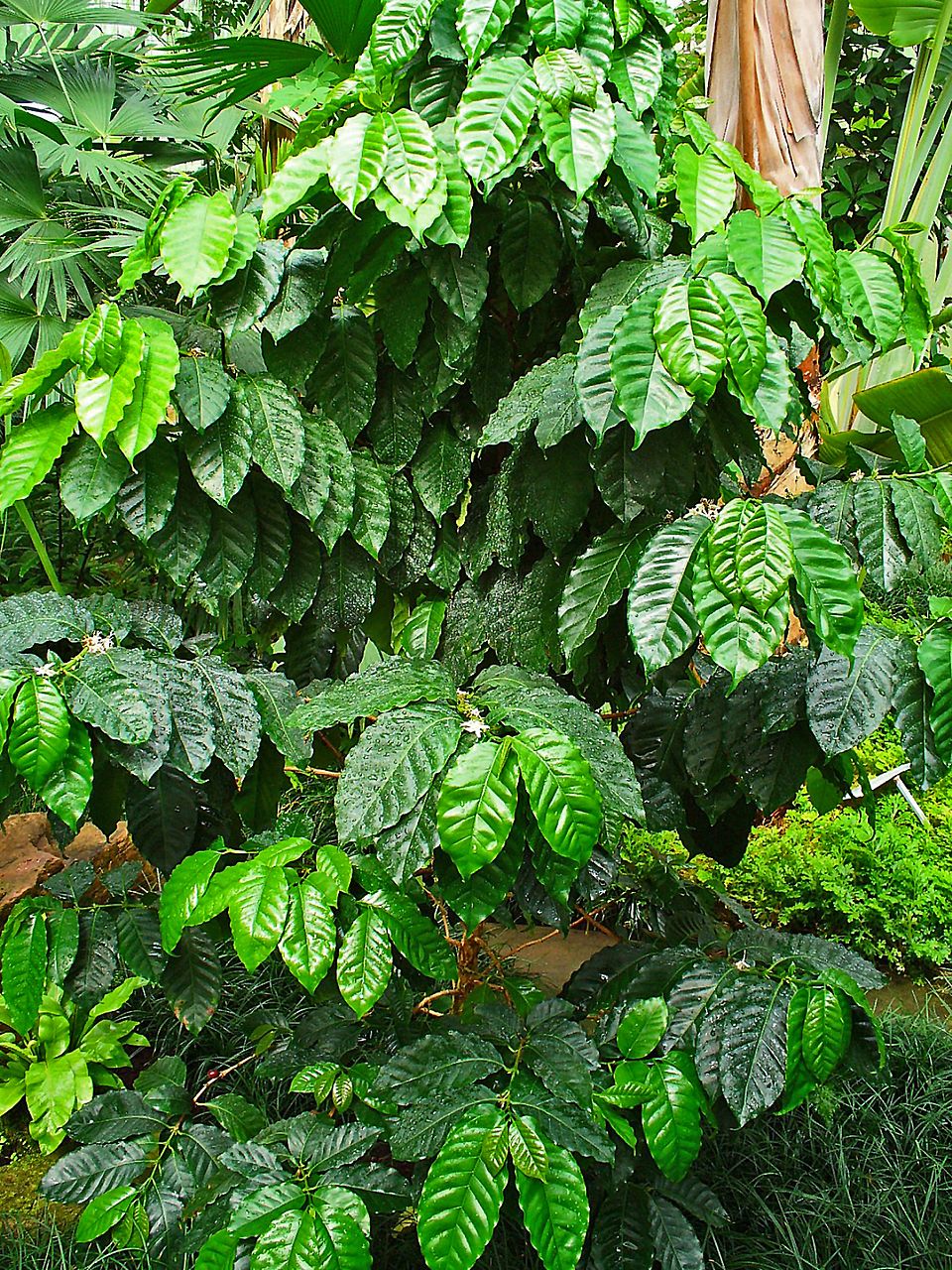 Coffea arabica (Coffee Plant) (alternate view 7)