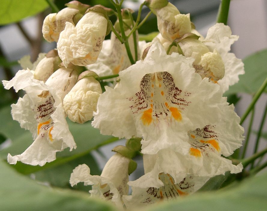 Catalpa bignonioides 'Aurea' (Golden Indian Bean Tree)
