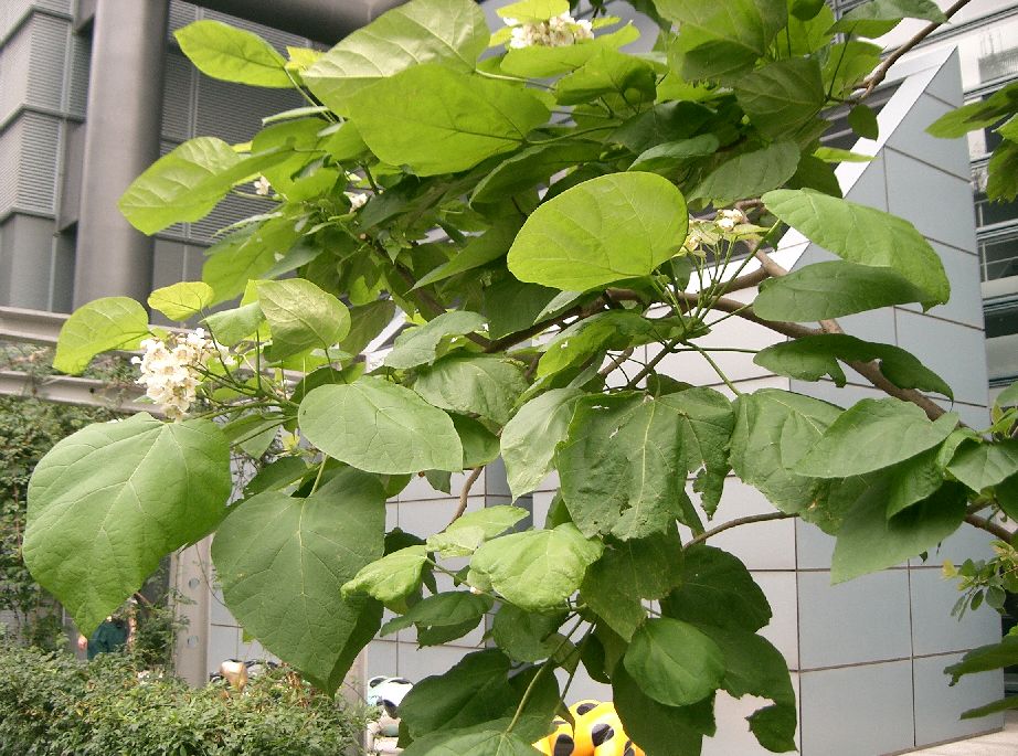 Catalpa bignonioides 'Aurea' (Golden Indian Bean Tree) (alternate view 2)