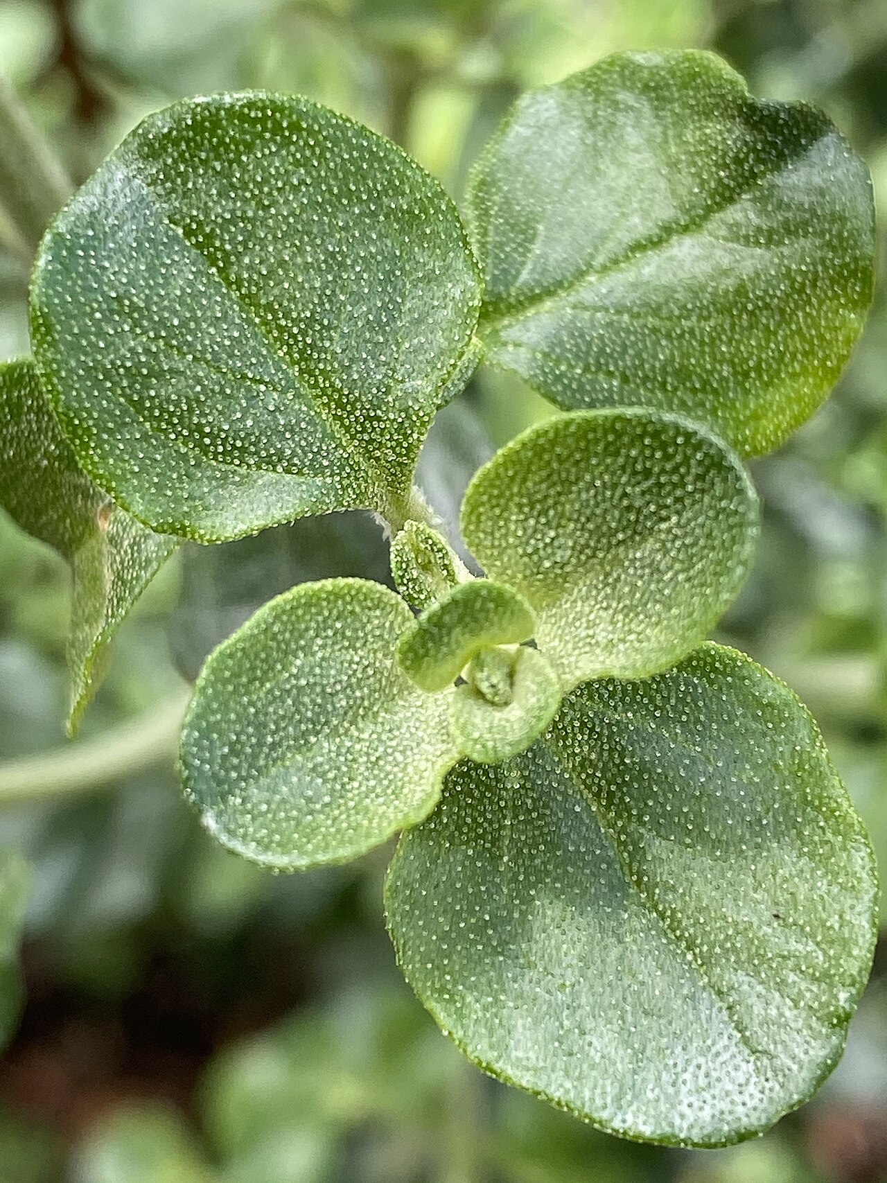 Prostanthera rotundifolia, Round-leaf mint bush — upright evergreen (Lamiaceae) (image 8 of 10)