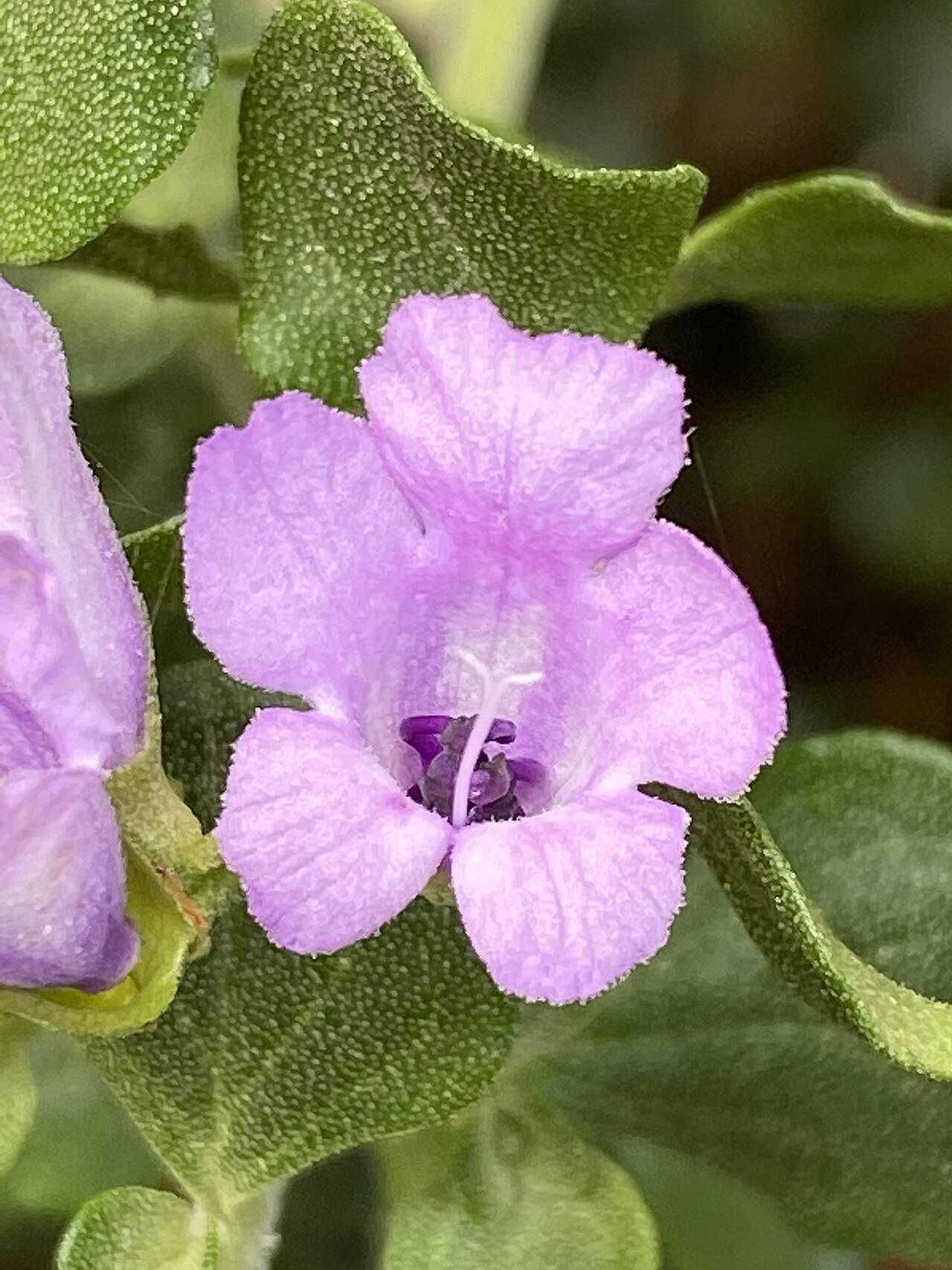 Prostanthera rotundifolia, Round-leaf mint bush — upright evergreen (Lamiaceae) (image 9 of 10)