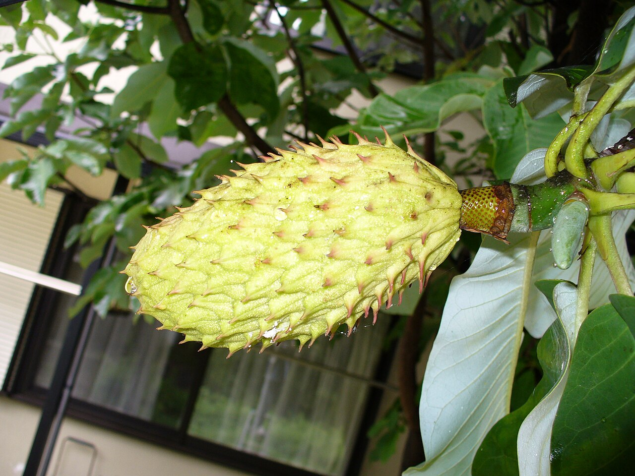 Magnolia obovata, Japanese bigleaf magnolia — upright deciduous (Magnoliaceae) (image 8 of 10)