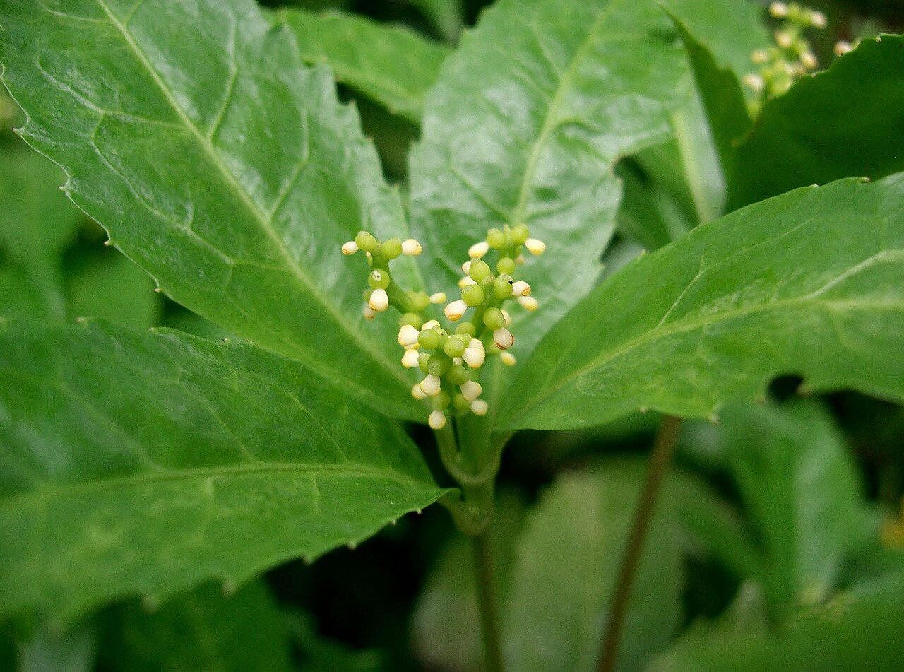 Sarcandra glabra, Senryo — upright evergreen (Chloranthaceae) (image 3 of 10)