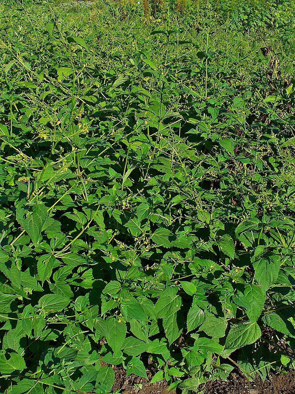 Collinsonia canadensis (citronella horse balm) (alternate view 8)