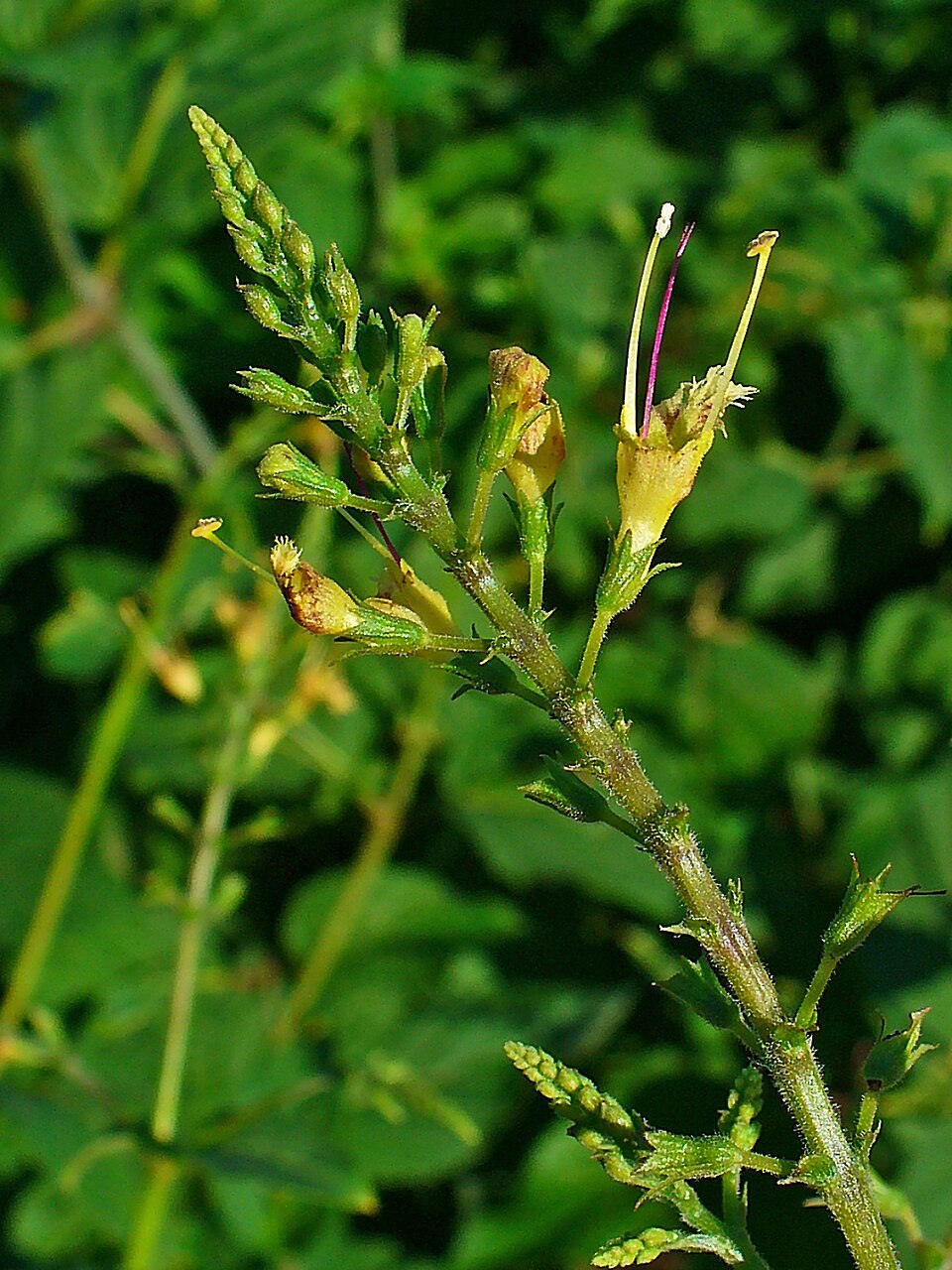 Collinsonia canadensis (citronella horse balm) (alternate view 9)