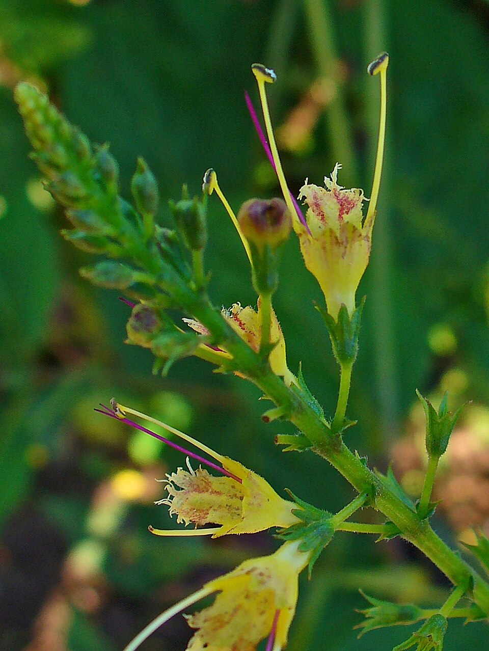 Collinsonia canadensis (citronella horse balm) (alternate view 10)