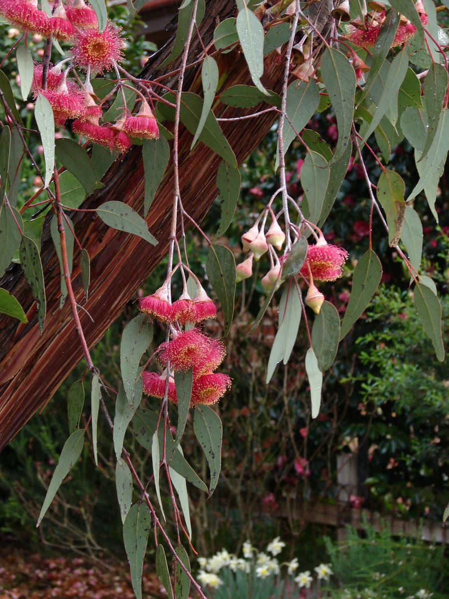 Eucalyptus caesia, Silver princess — spreading evergreen (Myrtaceae) (image 3 of 10)