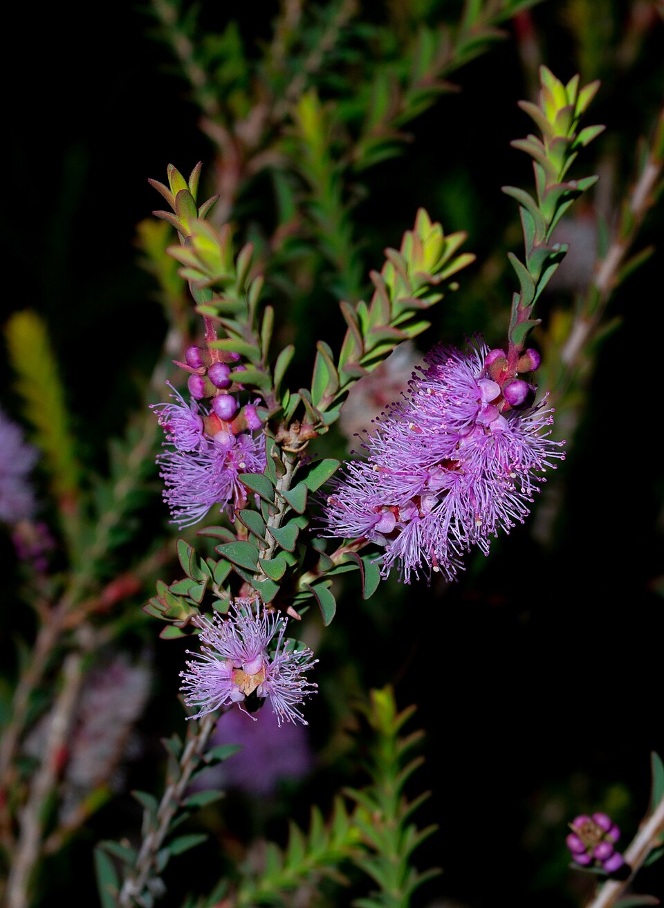 Melaleuca decussata (Totem-poles) (alternate view 9)