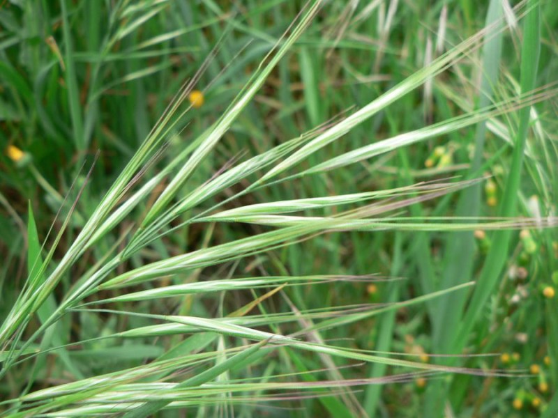 Bromus diandrus (great brome) (alternate view 3)