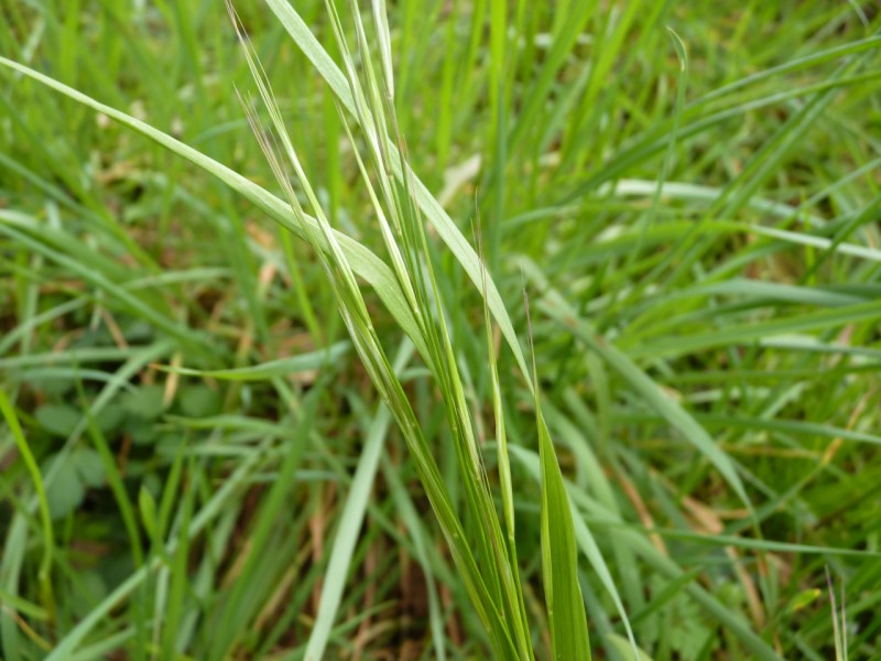 Bromus diandrus (great brome) (alternate view 4)