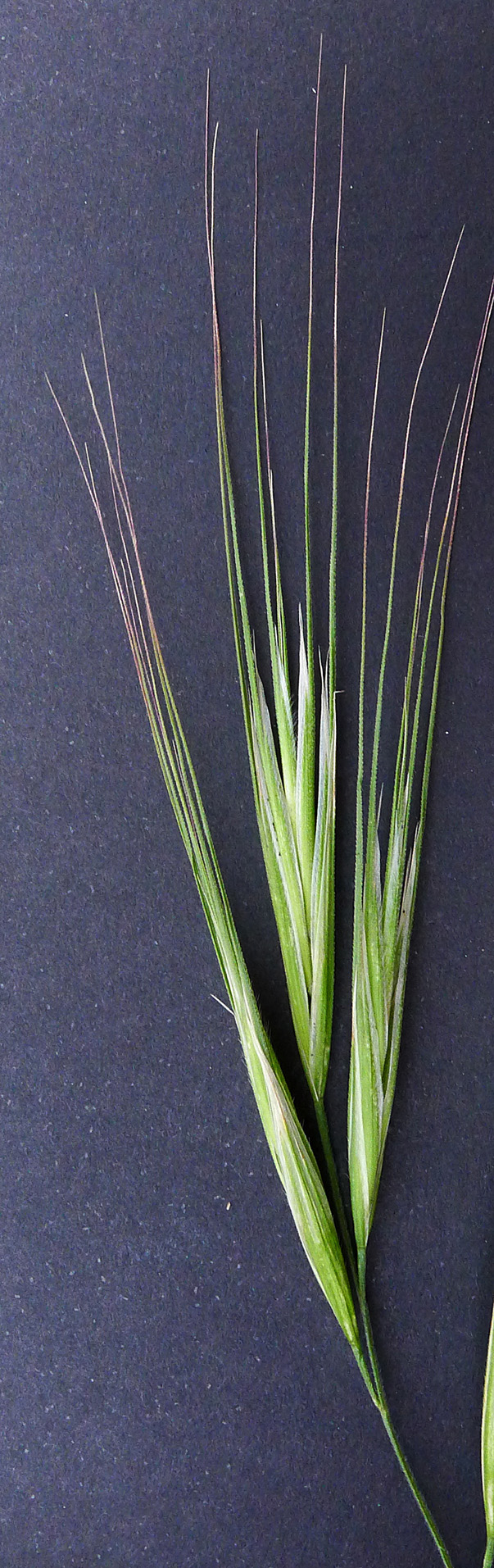 Bromus diandrus (great brome) (alternate view 5)