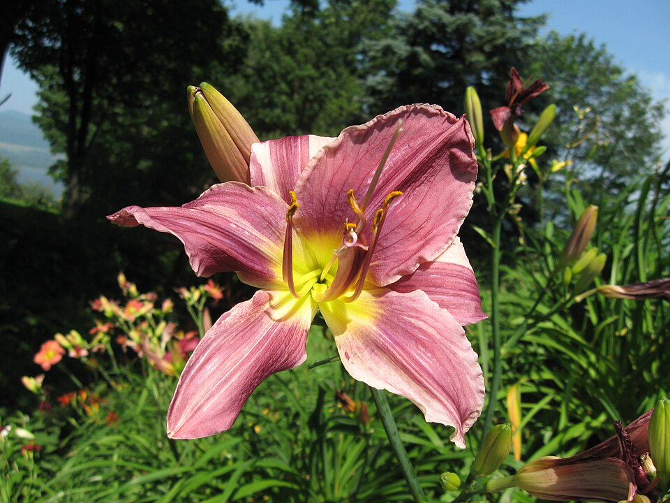 Hemerocallis 'Prairie Blue Eyes' (Prairie Blue Eyes Daylily)