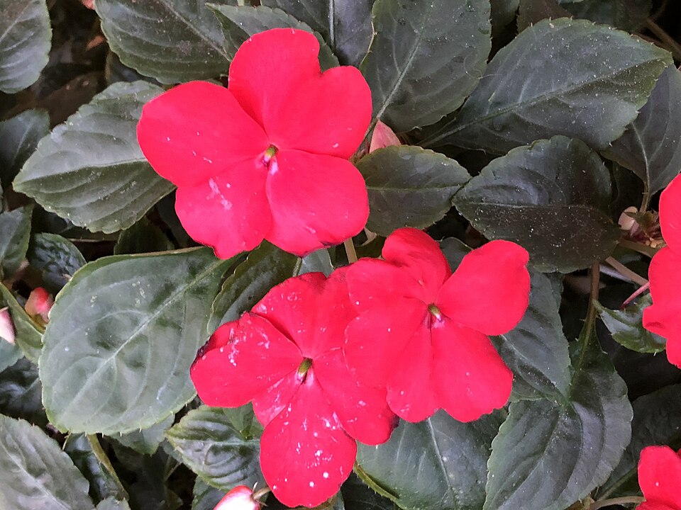 Impatiens walleriana (bedding impatiens) (alternate view 7)