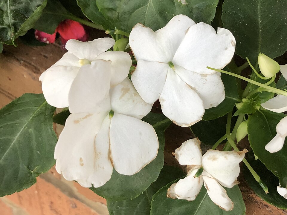 Impatiens walleriana (bedding impatiens) (alternate view 8)