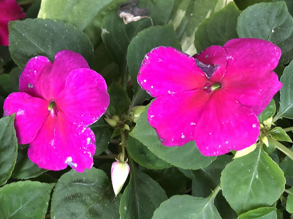 Impatiens walleriana (bedding impatiens) (alternate view 9)