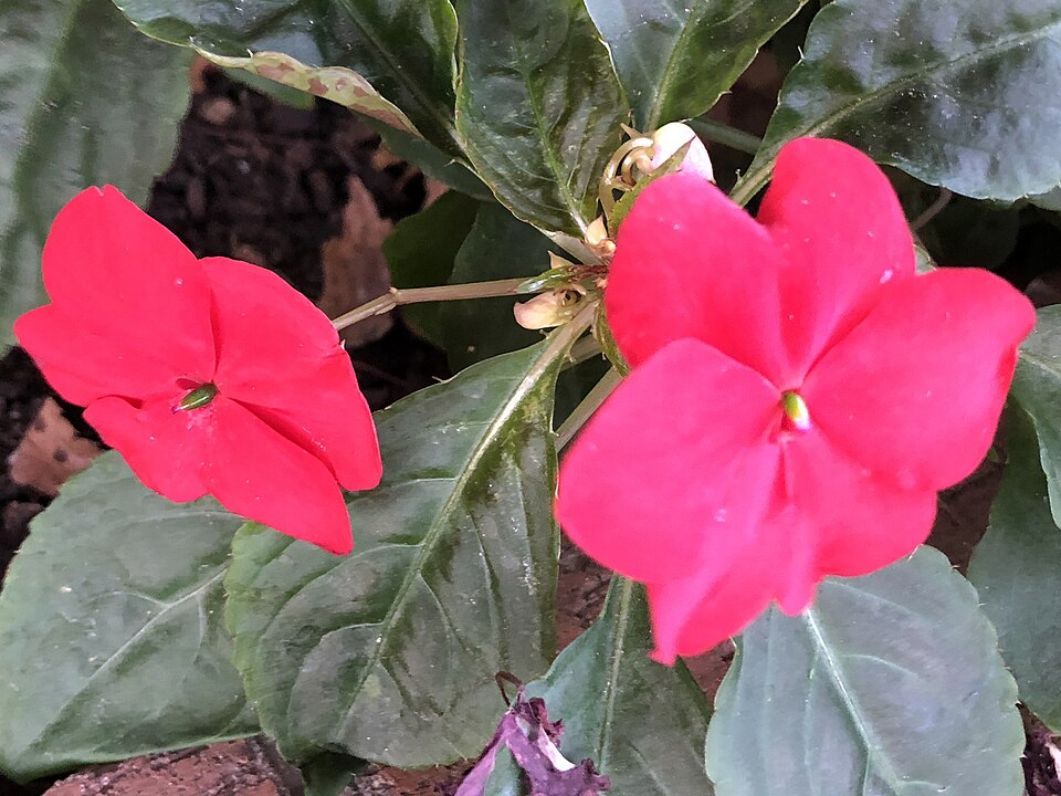 Impatiens walleriana (bedding impatiens) (alternate view 10)