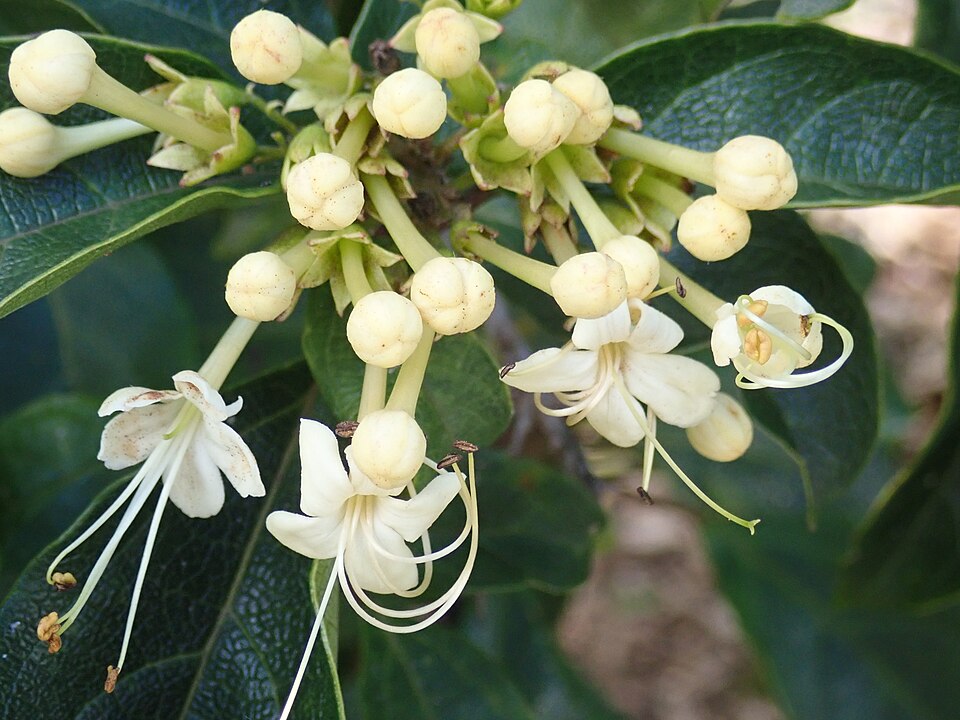 Clerodendrum floribundum (Lolly Bush) (alternate view 10)