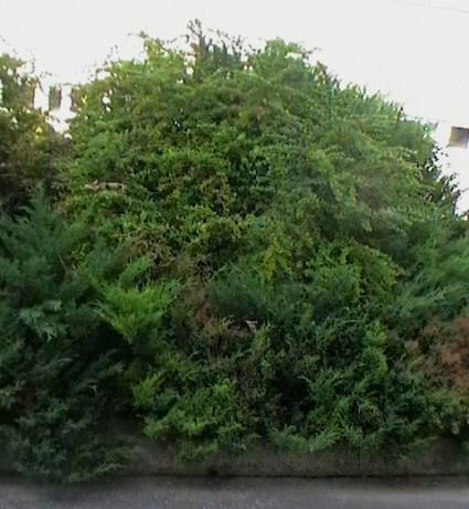 Berberis thunbergii (Japanese barberry) (alternate view 3)
