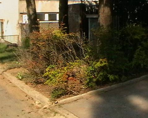 Berberis thunbergii (Japanese barberry) (alternate view 5)