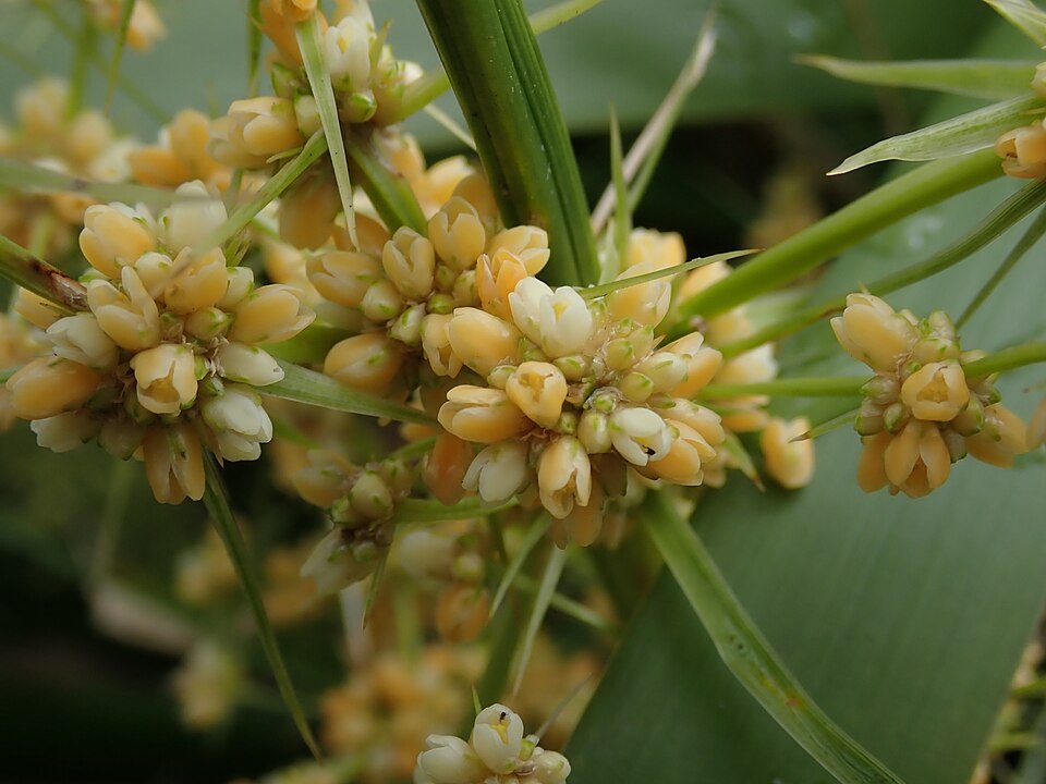 Lomandra hystrix (green mat-rush) (alternate view 4)