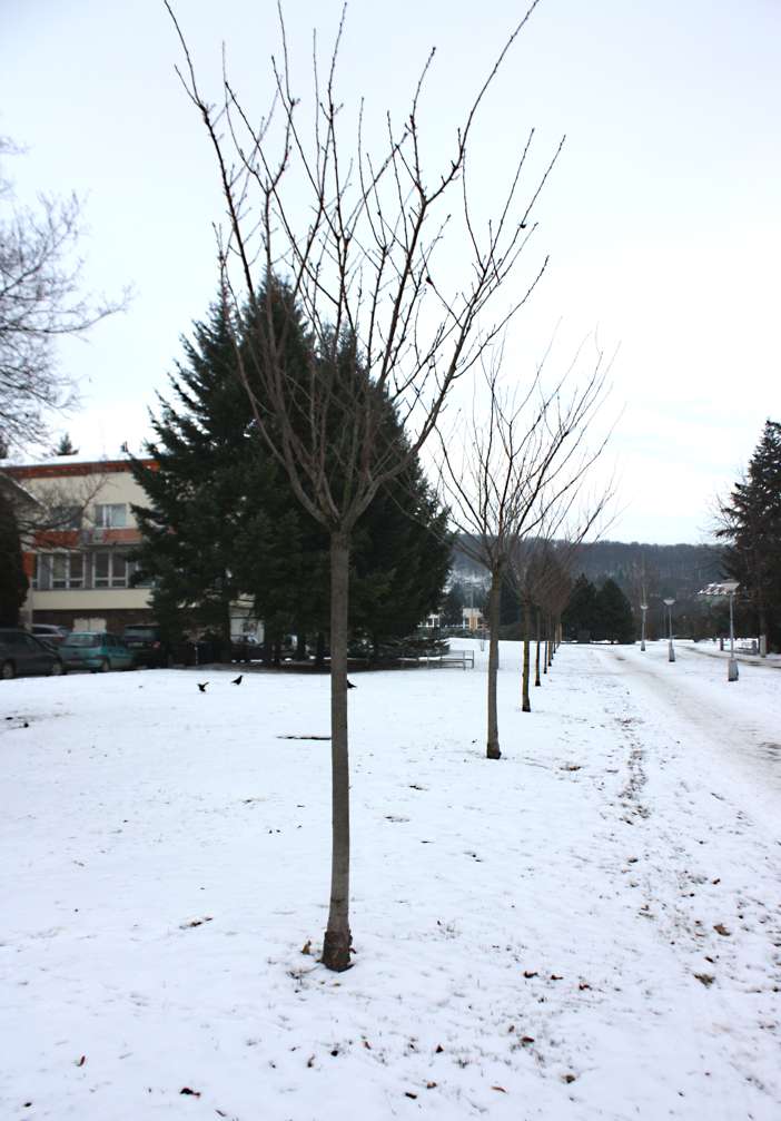 Prunus serrulata ((in the Sato-Zakura group)) (alternate view 7)