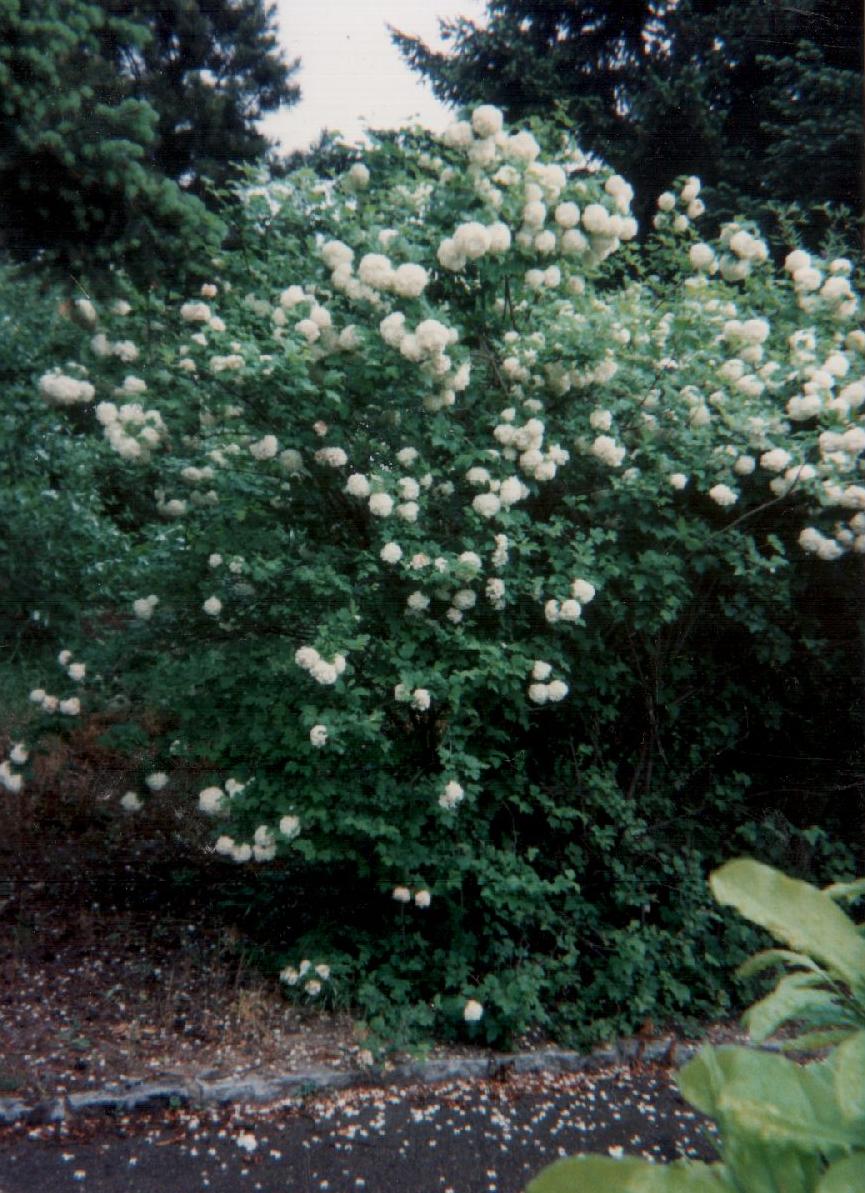 Viburnum opulus 'Roseum' (European cranberry bush) (alternate view 3)