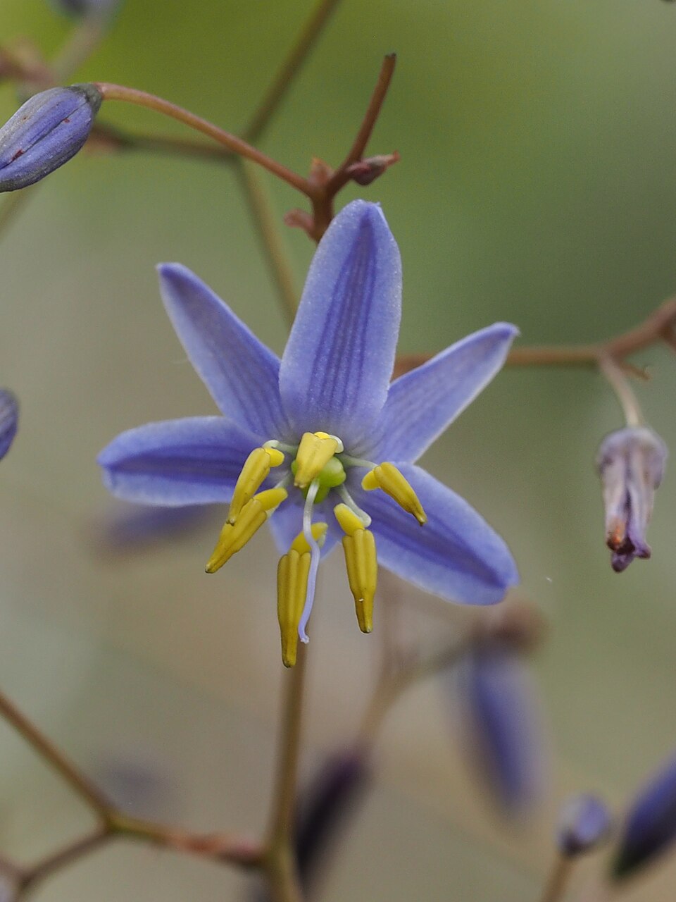 Dianella longifolia (Pale Flax-Lily) (alternate view 9)