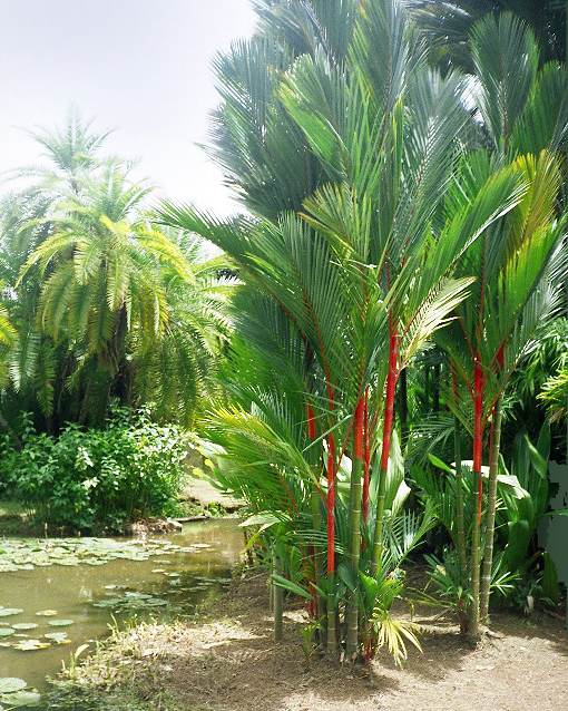 Cyrtostachys renda (Sealing Wax Palm) (alternate view 7)