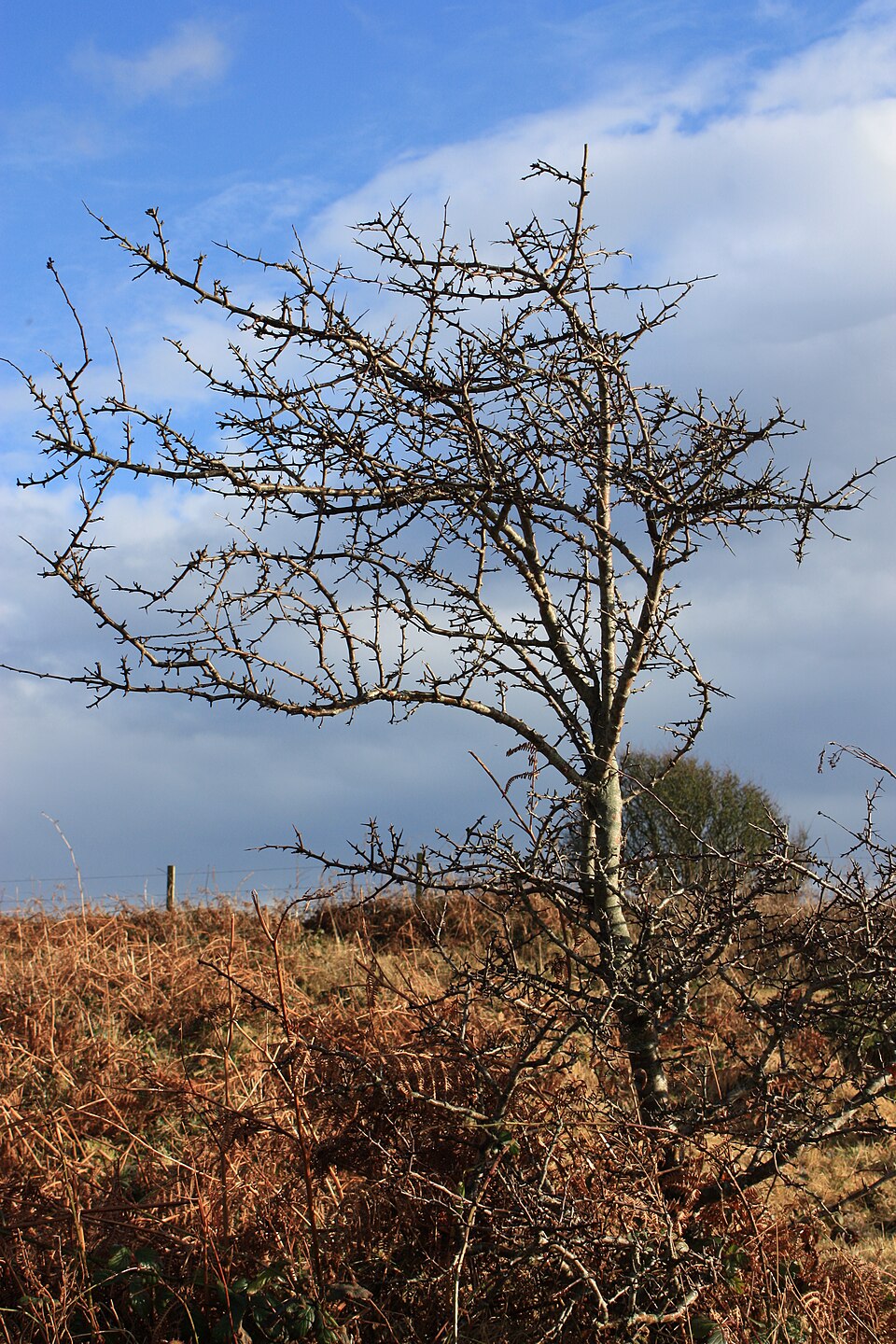 Crataegus monogyna (common hawthorn) (alternate view 8)