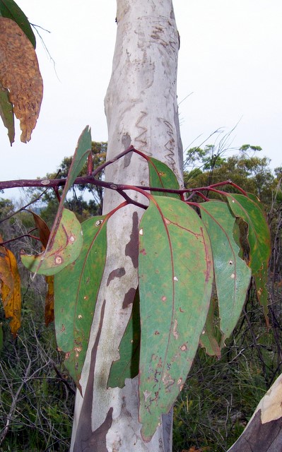 Eucalyptus racemosa (Northern Scribbly Gum) (alternate view 7)