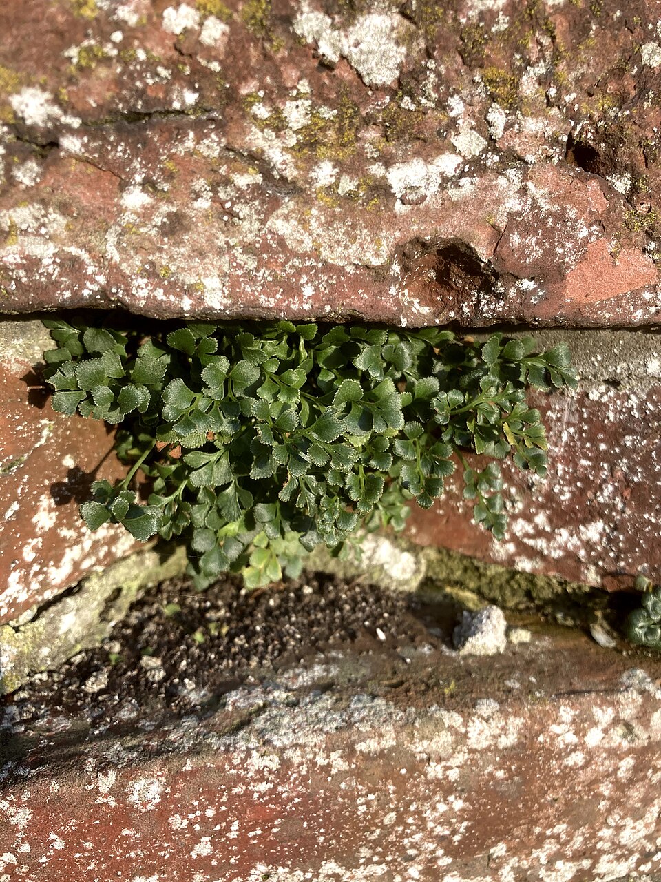 Asplenium (Spleenworts) (alternate view 4)