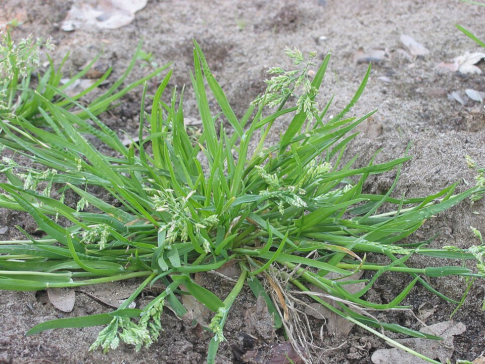 Poa annua (annual bluegrass) (alternate view 6)