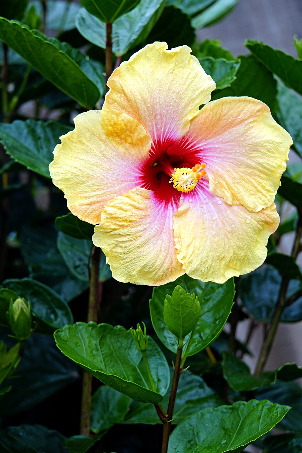 Hibiscus (hibiscuses) (alternate view 2)