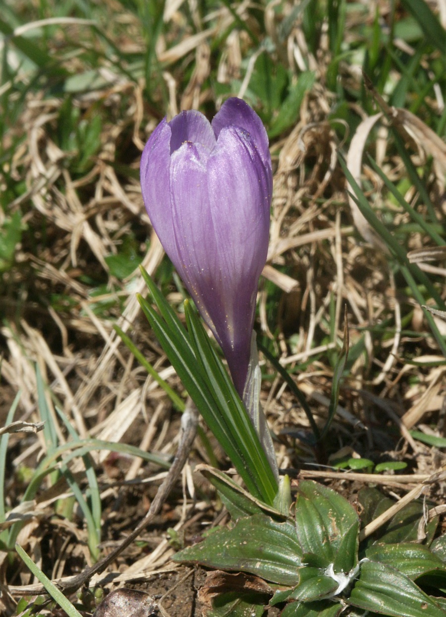 Crocus vernus, Spring crocus — clumping deciduous (Iridaceae) (image 1 of 10)