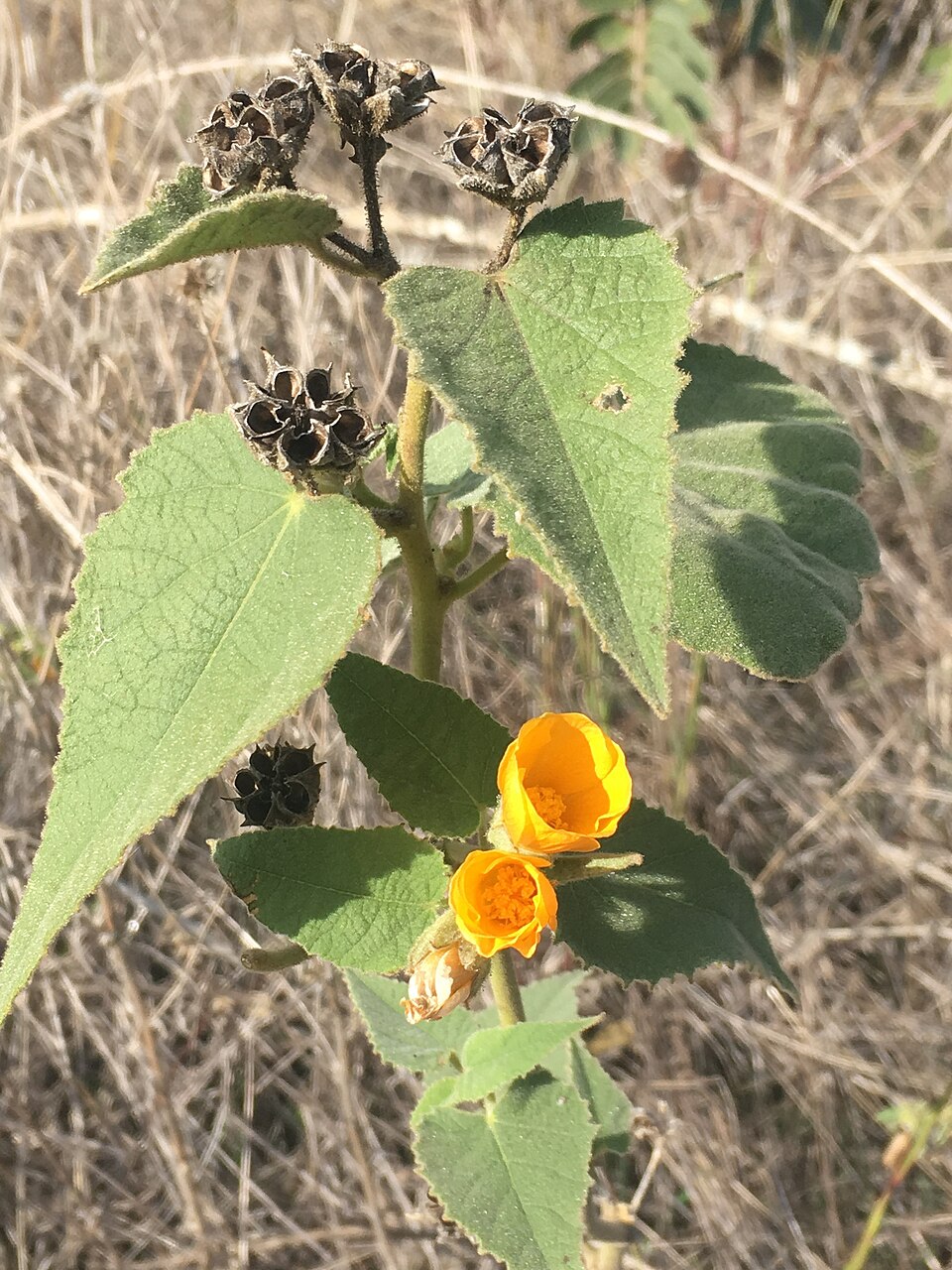 Allowissadula holosericea (velvet-leaf mallow) (alternate view 6)