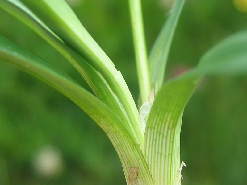 Carex panicea (grass-like sedge)